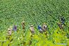 Aerial photo taken on July 24, 2020 shows members of a professional cooperative harvesting lotus seeds in Lihe Village in Sihong County, east China's Jiangsu Province. In recent years, the county has reduced the area of aquaculture in Hongze Lake and organized fishermen to set up cooperatives to develop aquatic plant planting, which not only improve the ecological environment of the lake but also ensure the income of the fishermen. (Photo by Xu Changliang/Xinhua) 