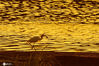 2020年7月27日，一只白鹭在青岛市城阳区墨水河的夕照中捕鱼。
