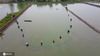 2020年7月28日，工人在江苏省高邮市龙虬镇三荡河罗氏沼虾生态养殖示范基地捕捞罗氏沼虾。