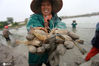 2020年7月28日，在江苏省高邮市龙虬镇三荡河罗氏沼虾生态养殖示范基地，工人在虾塘收网捕虾。 