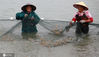 2020年7月28日，在江苏省高邮市龙虬镇三荡河罗氏沼虾生态养殖示范基地，工人在虾塘收网捕虾。 
