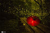 2017年7月17日，江苏南京老山风景区不老村，生态环境优越，多年不见的萤火虫今年也多了起来，成了炎热夏季一道靓丽的风景。  红纸伞掩映，萤火虫飞舞，仲夏夜美轮美奂。桂宝军/IC photo