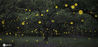 当地时间2020年5月20日，日本爱知县名古屋，公园中的萤火虫闪耀着黄色的光芒，灿若繁星熠熠生辉，宛若童话世界。

