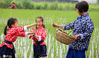 2020年7月2日，在江苏如皋经济技术开发区黄蒲幼儿园校园边的秧田里，小朋友在老师带领下学习补插秧苗，体验农事劳动。