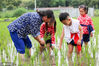 2020年7月2日，在江苏如皋经济技术开发区黄蒲幼儿园校园边的秧田里，小朋友在老师带领下学习补插秧苗，体验农事劳动。