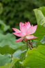 Summer brings a wide array of lotus flowers to Suzhou Industrial Park in Jiangsu province, making it an ideal time of year to visit. [Photo provided to chinadaily.com.cn]