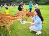 2020年7月3日，江苏省南京市，人们在明孝陵“长生鹿苑”，和梅花鹿亲密互动。