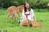 2020年7月4日周末，江苏南京梅花山好热闹。众多家长带着小朋友与8只小鹿的零距离接触。游客可以和小鹿一块游嬉，并且给它们喂食。奔跑于林间， 萌翻了众人，吸引众人拍照留念。 