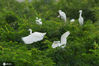 2020年7月3日，在青岛市胶州湾国家级海洋公园城阳段入海口湿地，一只黄嘴白鹭亚成鸟在繁殖地栖息。
