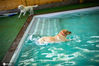 2020年6月27日，北京持续高温闷热天气，宠物狗在宠物乐园的泳池里畅游，享受盛夏的欢乐。拉布拉多在水中玩耍。王子诚/IC photo