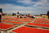 2020年6月24日，新疆精河县托里镇基布克村，杞农正在晾晒枸杞。库尔班江·马木提/IC photo
