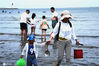 2020年7月5日，退潮后的鲅鱼圈海滩，游人在体验摸鱼抓蟹捡蚬子的渔民生活。
