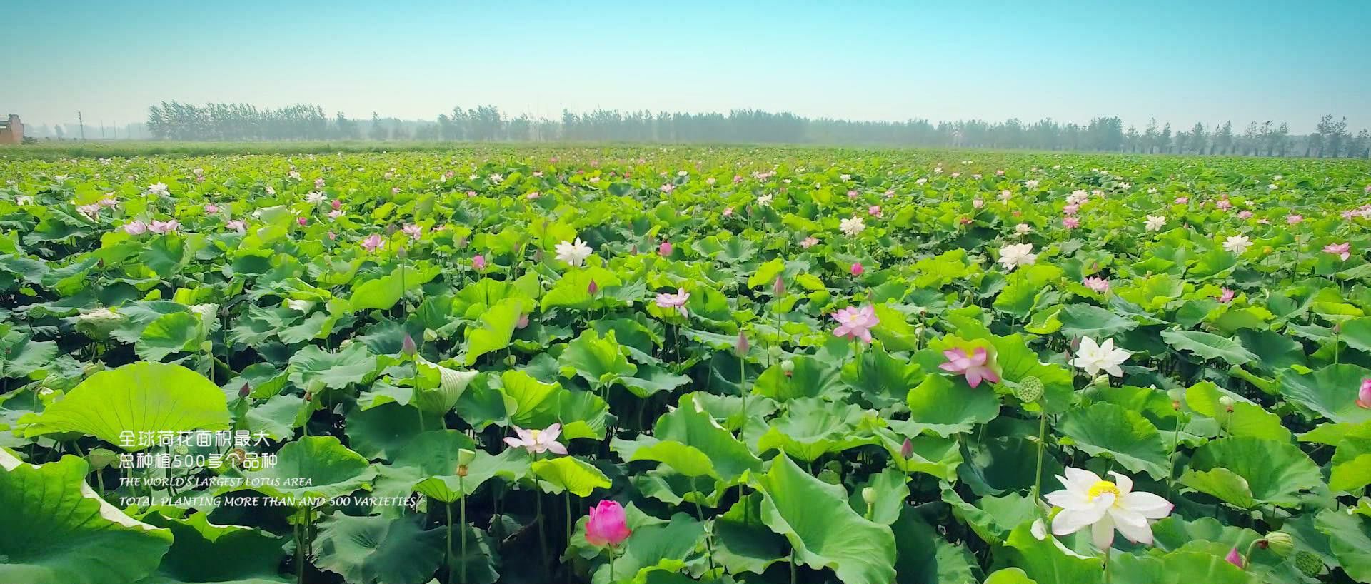 景区■荷花荡景区