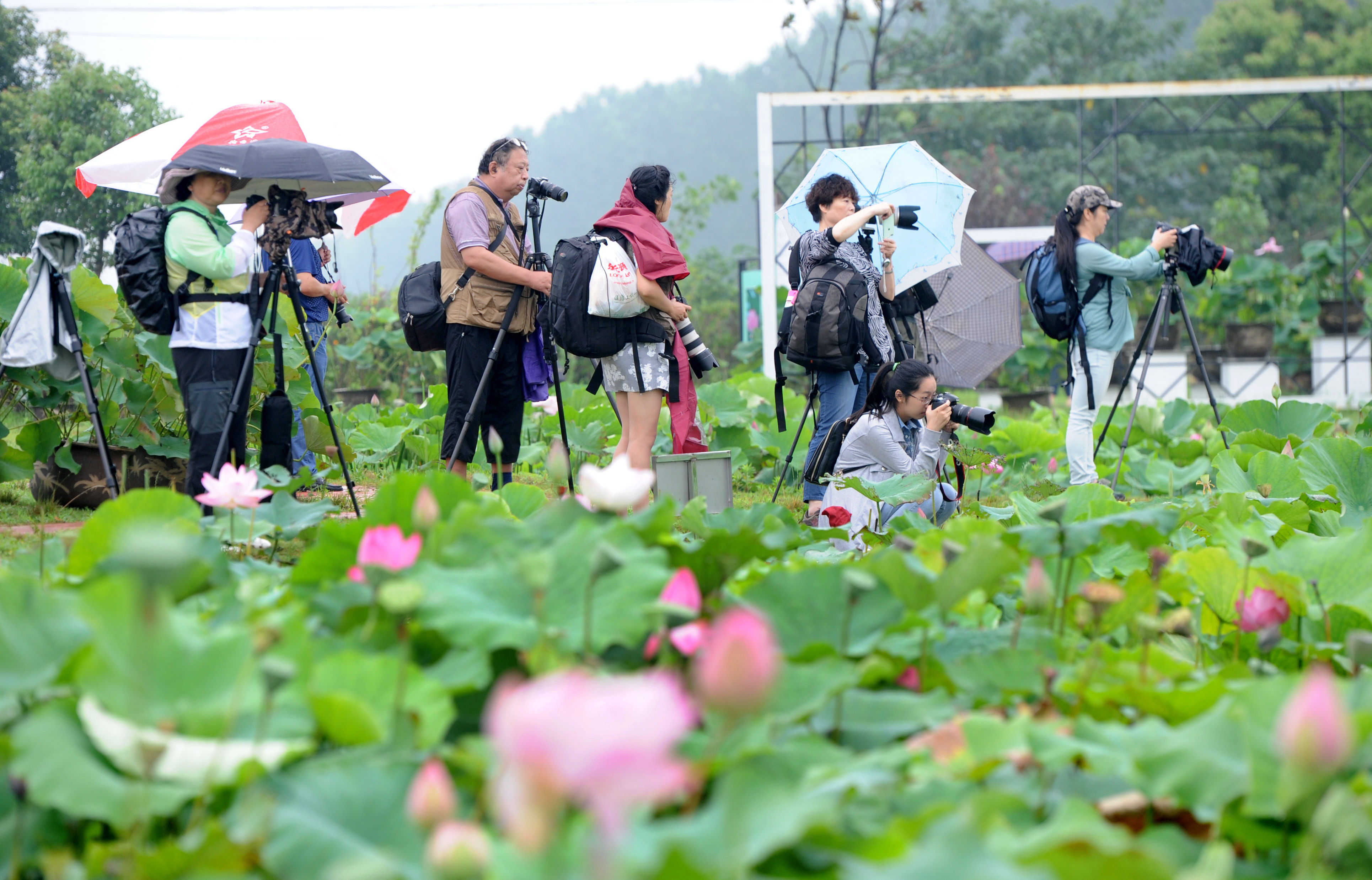 景区■荷花荡景区