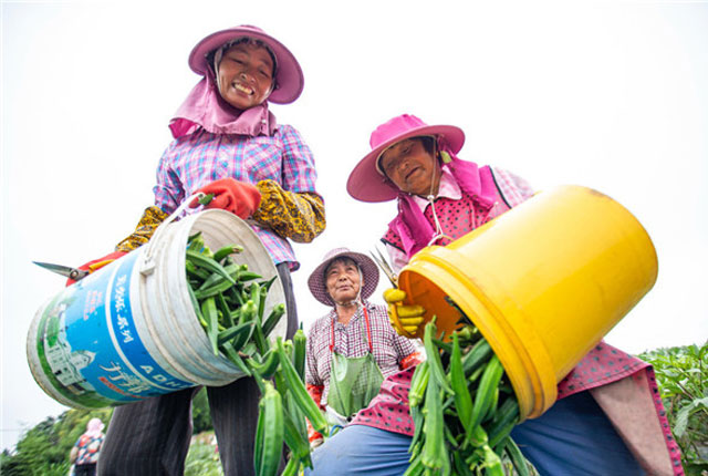 江苏海安：水果秋葵进入采摘期 特色种植带动农民脱贫增收