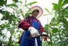2020年7月8日，白甸镇施南村的村民们正忙着采摘水果秋葵。