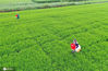 2020年8月9日，江苏省扬州市宝应县夏集镇子婴河社区，农民冒着细雨在水稻田里撒施化肥。
