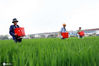 2020年8月9日，江苏省扬州市宝应县夏集镇子婴河社区，农民冒着细雨在水稻田里撒施化肥。
