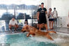 2020年8月10日，上海，上海连日高温，连人都受不了，汪星人可怎么办？记者从沪上多家宠物机构了解到，今夏狗狗游泳十分火爆。开设在宝山区智慧湾的Bengie Pet日前组织了一场游泳大赛，无论是大型犬还是小型犬，在泳池中扑腾的样子令主人们忍俊不禁，活脱脱的表情包！