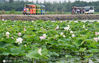 2020年8月10日，游客乘坐观光小火车游览江苏省太仓市双凤镇勤力村乡村旅游景点。