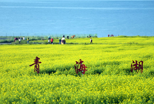 青海湖畔油菜花盛放，观光赏花正当时