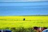 2020年8月10日，青海共和，游人在青海湖畔观光赏花。据介绍，青海湖油菜花最佳观赏期在7月中旬前后，花期可以持续到8月份。眼下已是立秋季节，位于青海湖畔的青海省海南藏族自治州共和县沿途的油菜花等花卉仍然生长茂盛，一片郁郁葱葱五彩缤纷，吸引大批自驾游的游客停车观光。