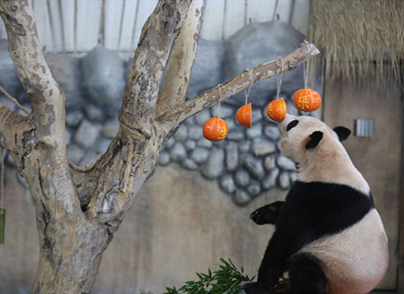 Twin giant pandas celebrate birthday in Nantong