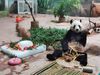 The pandas were born on Aug 12, 2016, and traveled from their home town in Chengdu, capital of Southwest China's Sichuan province, to Nantong on Jan 22, 2019.

They are Nantong's first resident pandas and will live there until 2024.