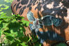  2020年8月18日在江苏南通洲际绿博园拍摄的3D立体石头画和树洞画。从去年年末开始，绿博园聘请画师利用水彩和清漆等环保材料，巧妙利用石头本来形状和树洞创作出动物、植物等内容的3D立体石头画、树洞画，目前数十个作品已经全部完工，栩栩如生的石头画、树洞画遍布园内各处，吸引了游客的目光。