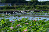 2020年8月2日，江苏省太仓市双凤镇一片荷塘间，成群的白鹭在荷塘间栖息、觅食、蹁蹁起舞，绘就一幅新农村自然和谐的生态美景。