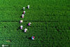 2020年8月16日，江苏省海安市白甸镇施溪村的村民们冒着高温在水稻田里除草。翟慧勇/IC photo
