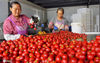 8月22日，在重庆市酉阳首创农业一扶贫基地的辣椒加工车间，工人们正在烘干、筛选、打包辣椒。