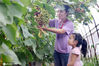 2020年8月27日，在江苏省南通市，市民在采摘葡萄。