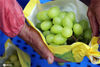 2020年8月27日，在江苏省南通市，果农在包装葡萄。