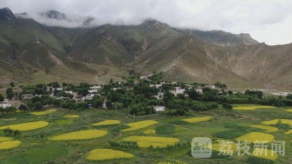 产业|第77集团军某旅：扶产业共建美丽藏乡|荔枝军事