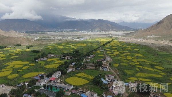 产业|第77集团军某旅：扶产业共建美丽藏乡|荔枝军事
