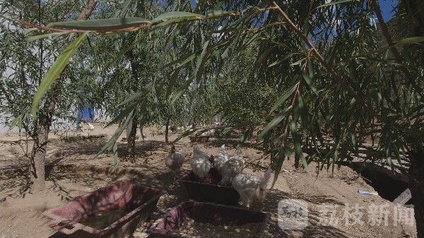 产业|第77集团军某旅：扶产业共建美丽藏乡|荔枝军事