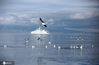 2020年8月4日，青海湖水天一色的美景让人沉醉，鱼欧飞来飞去成了别样的美景，也给宁静的湖面带来了变奏曲。减影/IC photo