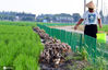 2020年8月9日，江苏省太仓市璜泾镇雅鹿村雅丰农场“稻鸭共生”基地，2000多只鸭子在稻田游弋觅食。
