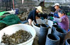2020年9月10日，甘肃省张掖临泽县新华镇新华农场水库大闸蟹养殖户在包装车间按订单要求将大闸蟹进行分类包装。