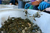2020年9月10日，甘肃省张掖临泽县新华镇新华农场水库大闸蟹养殖户在包装车间按订单要求将大闸蟹进行分类包装。

