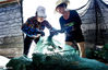  2020年9月10日，甘肃省张掖临泽县新华镇新华农场水库大闸蟹养殖户正在将捕捞的大闸蟹运到包装车间。
