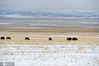 马群在积雪覆盖的草原上觅食。