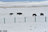 马群在积雪覆盖的草原上觅食。
