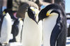 2017年2月10日，辽宁大连，情人节将临，大连老虎滩海洋公园极地馆的动物也在纷纷秀恩爱。图为两只企鹅亲吻。南宫傲青/IC photo
