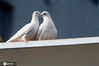  2009年11月23日，一对鸽子“情侣”在山东济南街头一座广告牌上“约会”。只要有爱便是情人节，动物们也不例外，它们浪漫“约会”，“花式”秀恩爱，画面温情浪漫。唐克/IC photo
