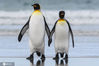 2017年2月14日报道（具体拍摄时间不详），业余摄影师Elmar Weiss在福克兰群岛拍到一对甜蜜的企鹅情侣，这对情侣在海滩漫步，摇摇晃晃的俩家伙鳍状的“手”亲密拉在一起，浪漫演绎了“小手拉大手”，画面甜到炸了。catersnews/IC photo


