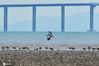 2020年9月23日，在青岛市国家级海洋公园城阳段，苍鹭在海滩间巡游觅食。