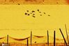 2020年9月23日，在山东省青岛市国家级海洋公园城阳段，迁徙归来的候鸟伴着夕照霞光，或翩跹起舞或在滩涂间觅食栖息，绘就一幅多彩的生态画卷。来源：王海滨/IC photo