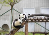 2020年9月12日，四川省阿坝藏族羌族自治州汶川县耿达镇，中国保护大熊猫研究中心耿达神树坪基地内的大熊猫在玩耍、睡觉，萌态十足惹人爱。 